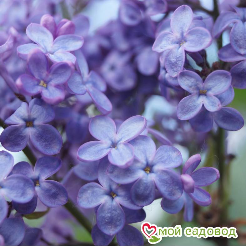 Сирень обыкновенная «Аметист» (Amethyst)