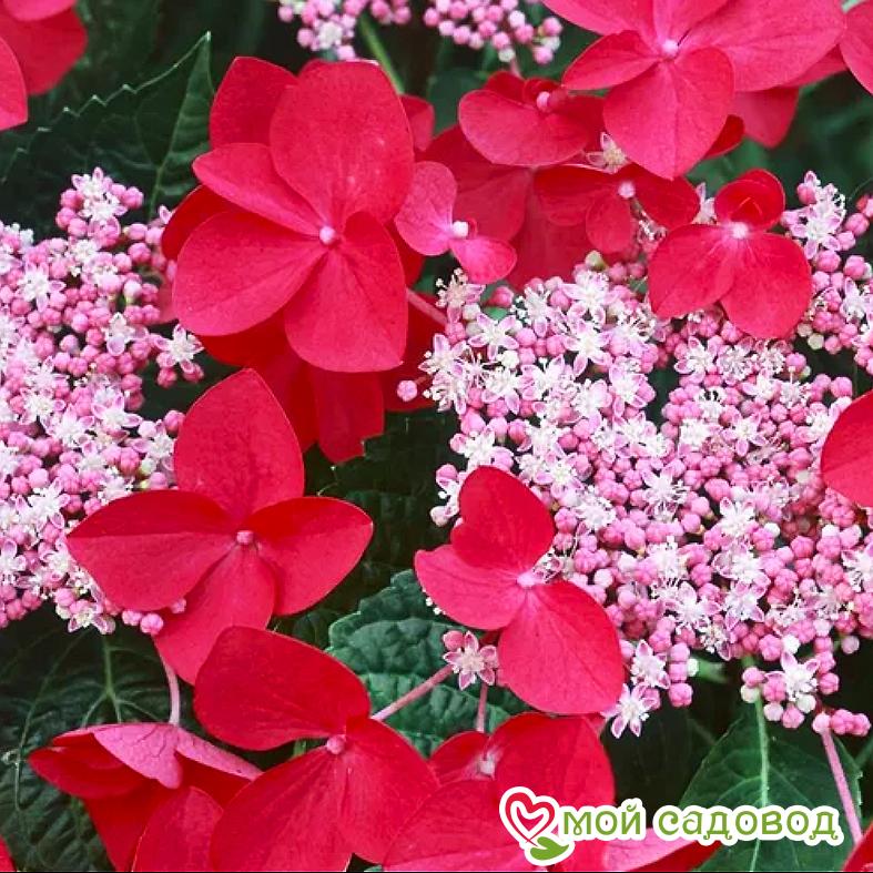 Гортензия крупнолистная Ротшванц ЗКС