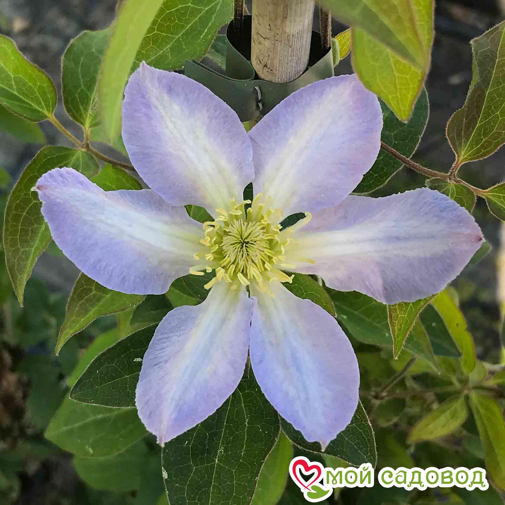 КЛЕМАТИС БЕЙБИ ДОЛЛ ЗКС