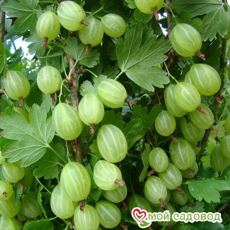 Крыжовник Снежана