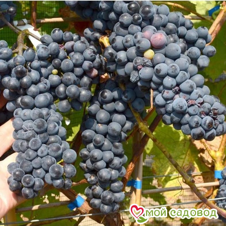 Виноград Красень