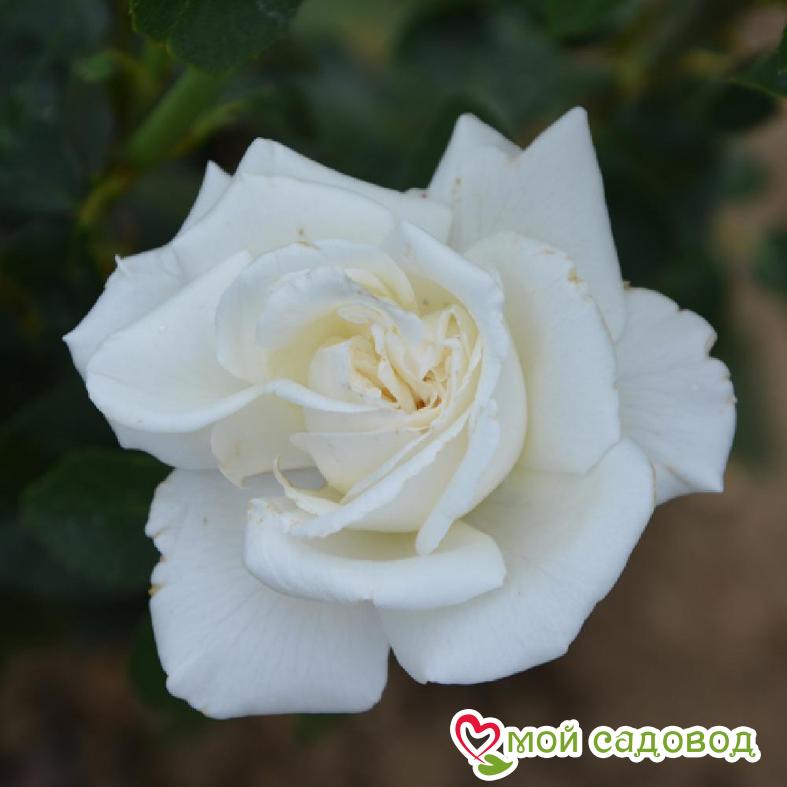 Роза Чайно-Гибридная Пьер Ардити