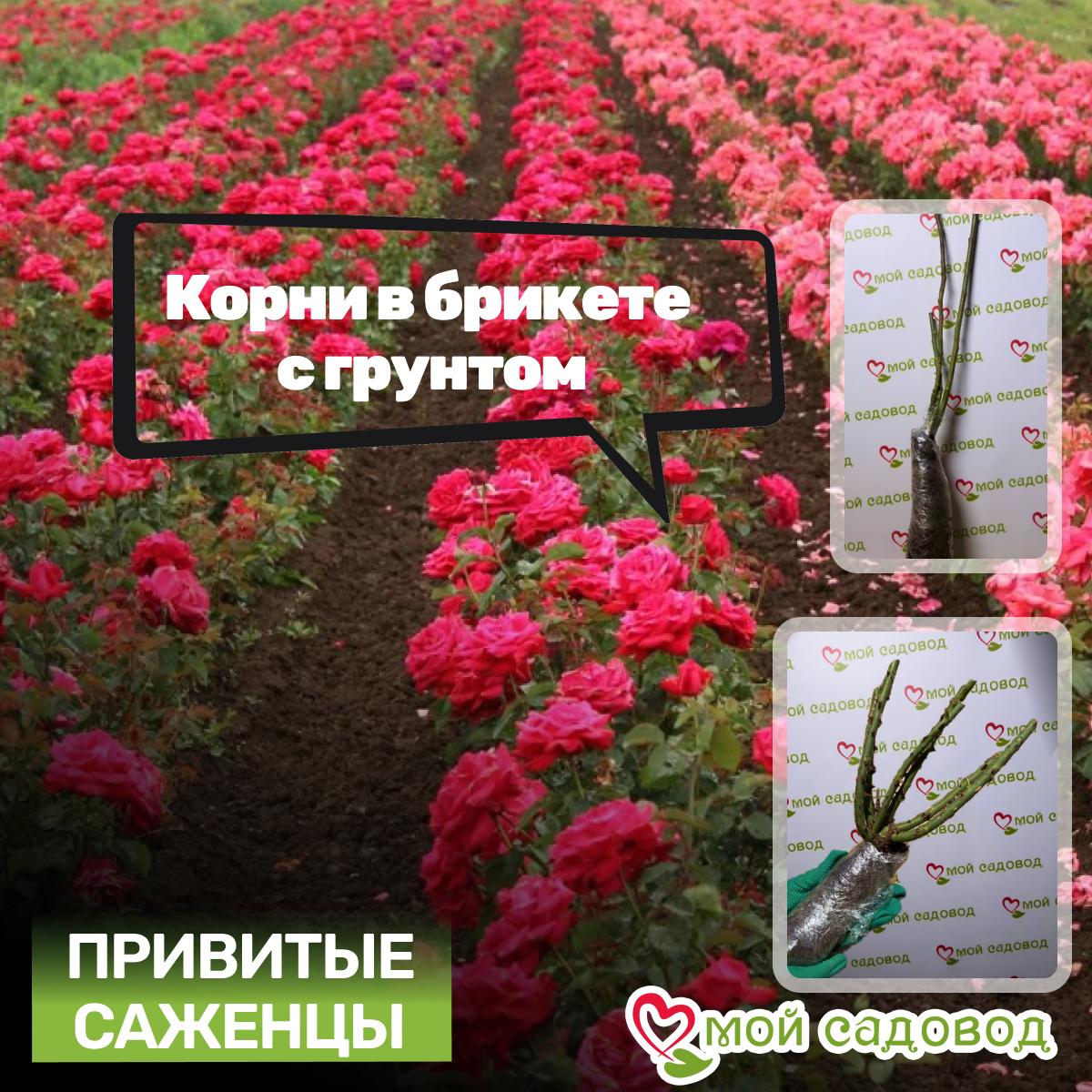 Роза чайно-гибридная Хай Буминг