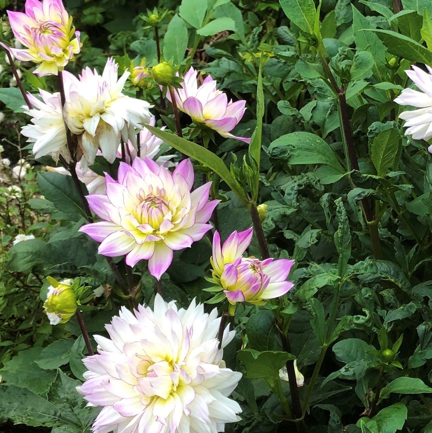 Георгина декоративная КРЕЙЗИ ЛАВ (DOWNHAM ROYAL)