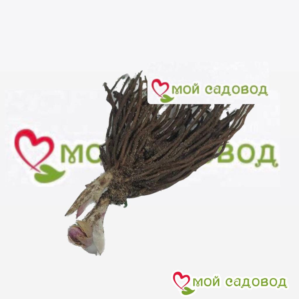 Морозник восточный Монтсегур