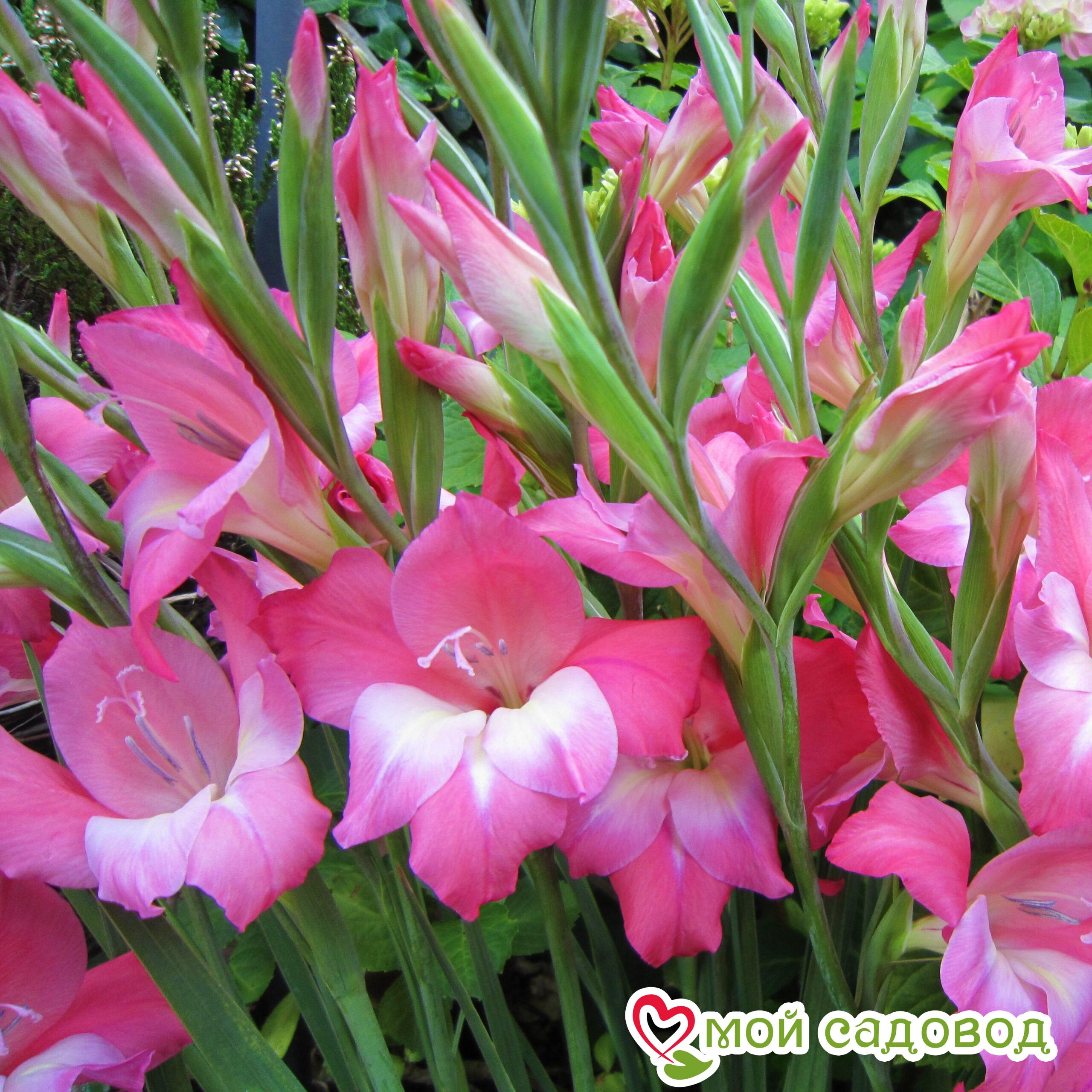 ГЛАДИОЛУС МИНИ ШАРМ