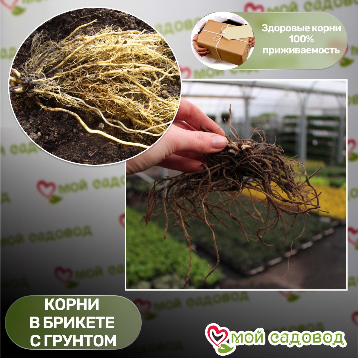 Флокс Орхид Йеллоу